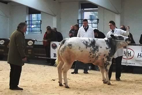 Richard Carter Judging 